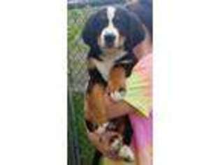 Bernese Mountain Dog Puppy for sale in Jim Thorpe, PA, USA