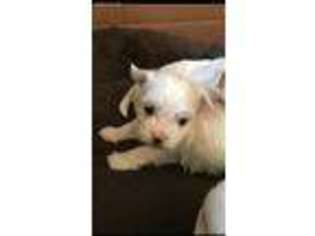 Maltese Puppy for sale in Lincoln, AL, USA
