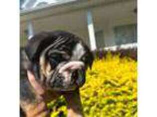 Bulldog Puppy for sale in Jemison, AL, USA