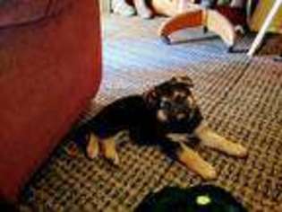 German Shepherd Dog Puppy for sale in STONYFORD, CA, USA