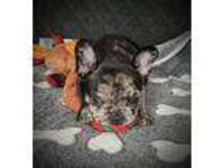 French Bulldog Puppy for sale in Bellville, OH, USA