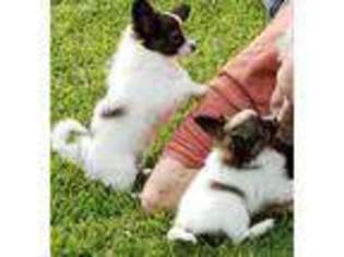 Papillon Puppy for sale in Hattiesburg, MS, USA