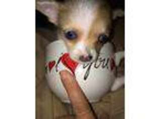 Chihuahua Puppy for sale in Dearborn Heights, MI, USA