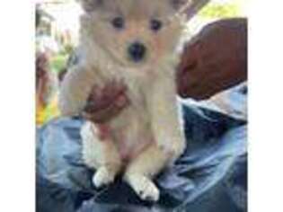 Pomeranian Puppy for sale in Stockbridge, GA, USA