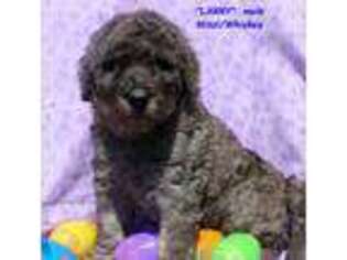 Labradoodle Puppy for sale in Hurt, VA, USA