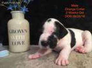 Great Dane Puppy for sale in New Hartford, NY, USA