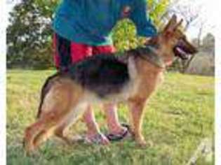 German Shepherd Dog Puppy for sale in PULASKI, TN, USA