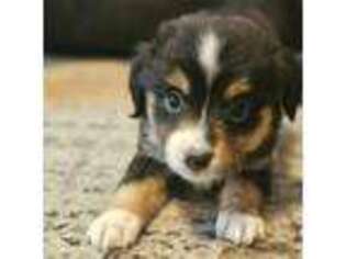 Miniature Australian Shepherd Puppy for sale in Chiloquin, OR, USA