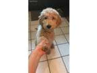 Goldendoodle Puppy for sale in Clearwater, FL, USA