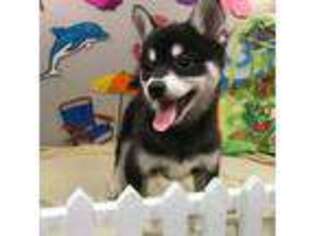 Alaskan Klee Kai Puppy for sale in Hollister, CA, USA