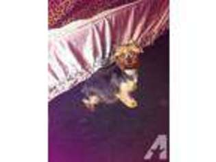 Yorkshire Terrier Puppy for sale in BLACK RIVER, NY, USA