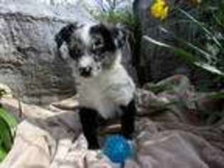 Miniature Australian Shepherd Puppy for sale in Greeneville, TN, USA