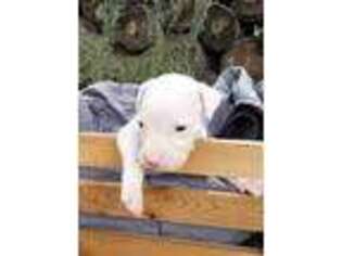 Dogo Argentino Puppy for sale in Mulberry, FL, USA
