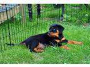 Rottweiler Puppy for sale in Schenectady, NY, USA