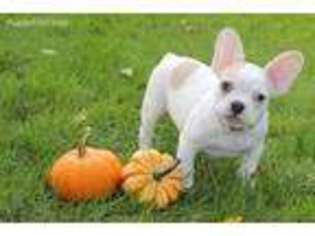 French Bulldog Puppy for sale in Chippewa Falls, WI, USA