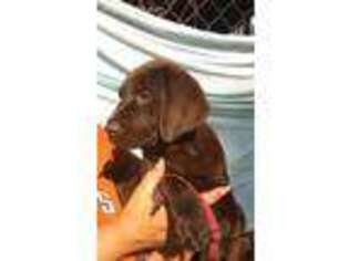Labrador Retriever Puppy for sale in Newberry, FL, USA