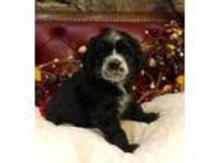 Cocker Spaniel Puppy for sale in Tulare, CA, USA