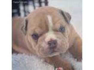 Olde English Bulldogge Puppy for sale in Walterboro, SC, USA
