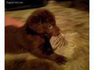Chesapeake Bay Retriever Puppy for sale in Denmark, SC, USA