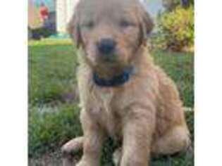 Golden Retriever Puppy for sale in Hillsboro, OR, USA