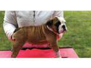 Bulldog Puppy for sale in Mullica Hill, NJ, USA