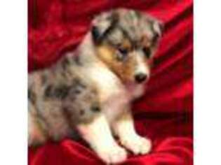 Collie Puppy for sale in Groveland, FL, USA