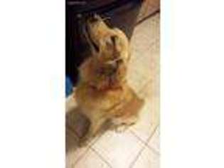 Golden Retriever Puppy for sale in Raeford, NC, USA