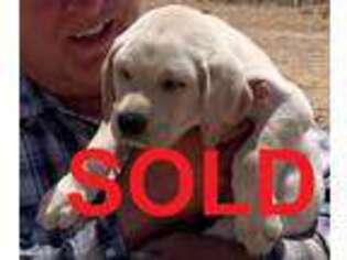 Labrador Retriever Puppy for sale in Newberry Springs, CA, USA
