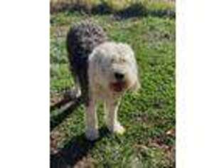 Old English Sheepdog Puppy for sale in Twin Falls, ID, USA
