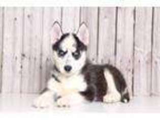 Siberian Husky Puppy for sale in Butler, OH, USA