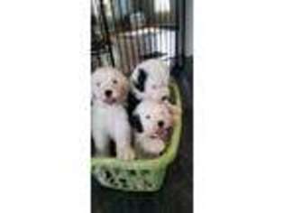 Old English Sheepdog Puppy for sale in Gregory, MI, USA