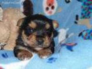 Yorkshire Terrier Puppy for sale in Bristol, VA, USA