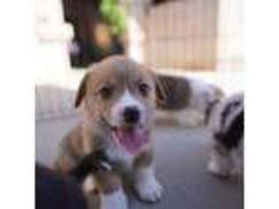 Pembroke Welsh Corgi Puppy for sale in Perris, CA, USA