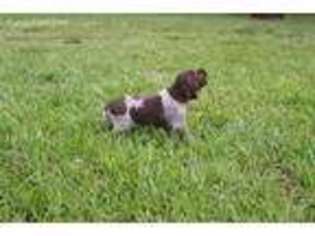 German Shorthaired Pointer Puppy for sale in Kite, GA, USA
