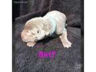 Labrador Retriever Puppy for sale in Delphos, OH, USA