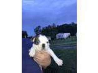 Boston Terrier Puppy for sale in Plant City, FL, USA