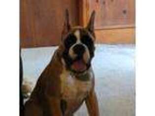 Boxer Puppy for sale in Florence, SC, USA