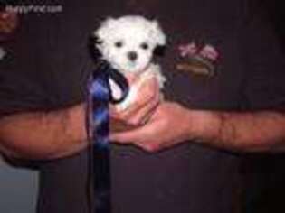 Maltese Puppy for sale in Savannah, TN, USA