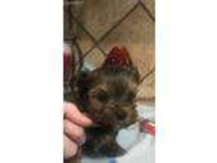 Yorkshire Terrier Puppy for sale in Fairland, IN, USA