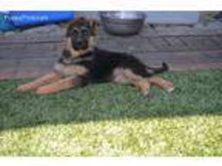 German Shepherd Dog Puppy for sale in Milpitas, CA, USA