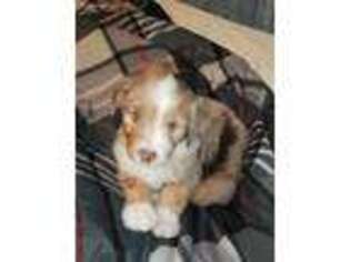 Mutt Puppy for sale in Stevenson, AL, USA