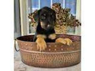 Doberman Pinscher Puppy for sale in Glade Spring, VA, USA