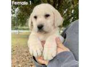 Labrador Retriever Puppy for sale in Orlando, FL, USA