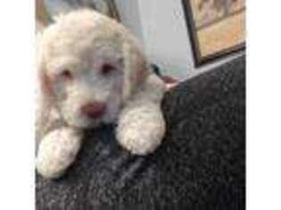 Labradoodle Puppy for sale in Schleswig, IA, USA