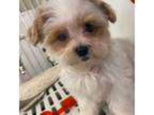 Maltese Puppy for sale in Englewood, NJ, USA