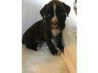 Boxer Puppy for sale in Yamhill, OR, USA
