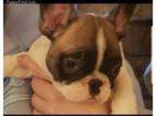 French Bulldog Puppy for sale in Lexington, MI, USA