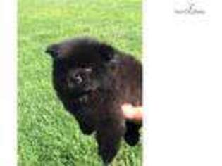 Chow Chow Puppy for sale in Indianapolis, IN, USA