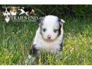 Miniature Australian Shepherd Puppy for sale in Oregon City, OR, USA