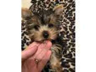 Yorkshire Terrier Puppy for sale in Beattyville, KY, USA
